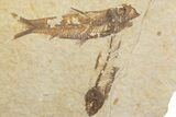 Fossil Fish (Knightia) Mortality Plate - Wyoming #375379-1